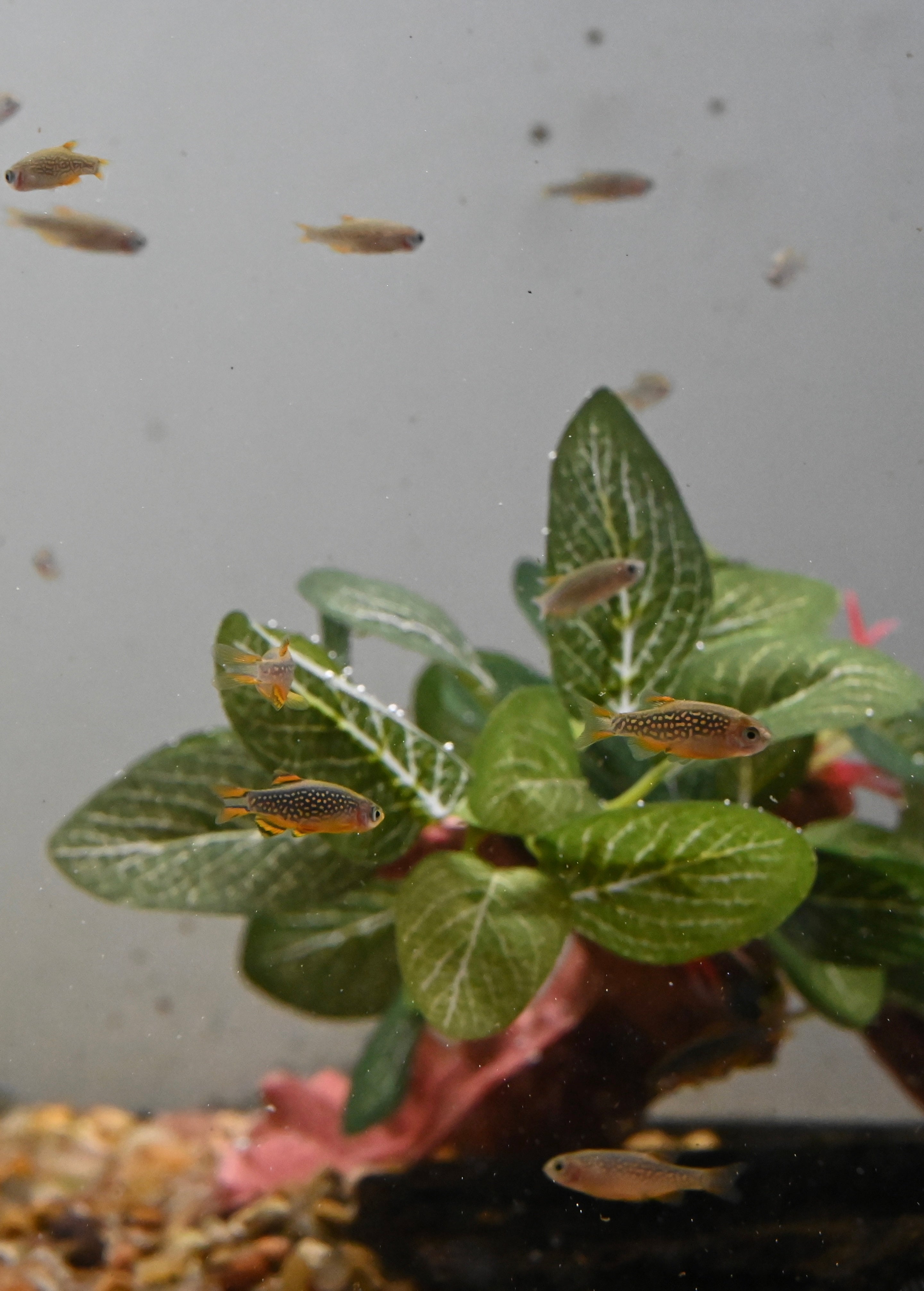 Celestial Pearl Danio (0.75-1”)