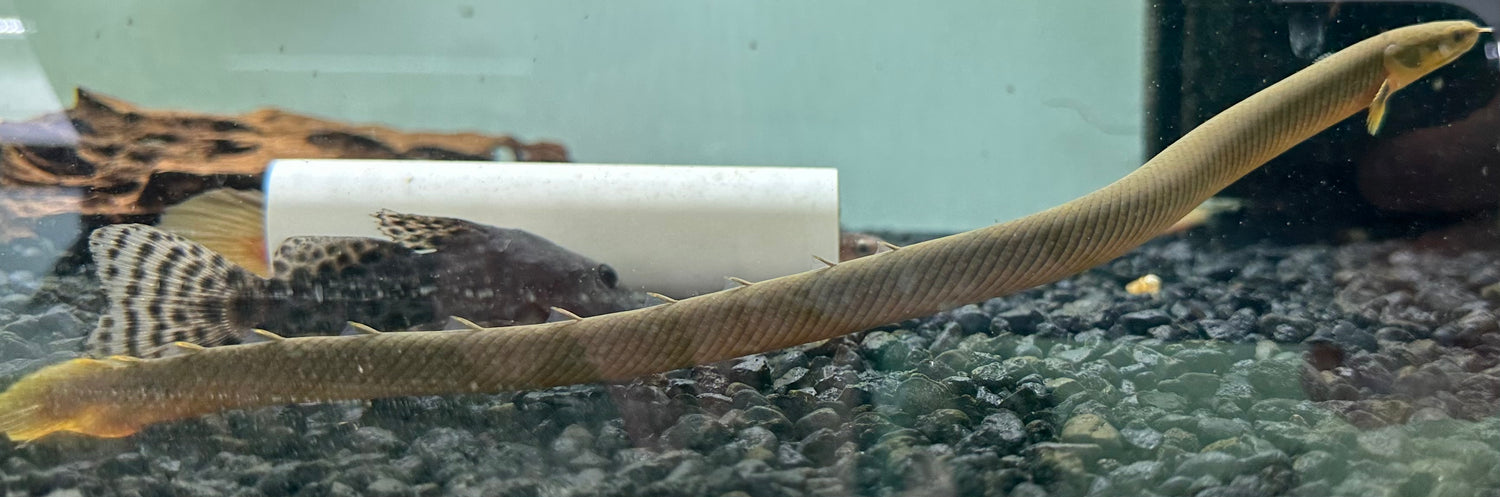 Ropefish (10-12”)