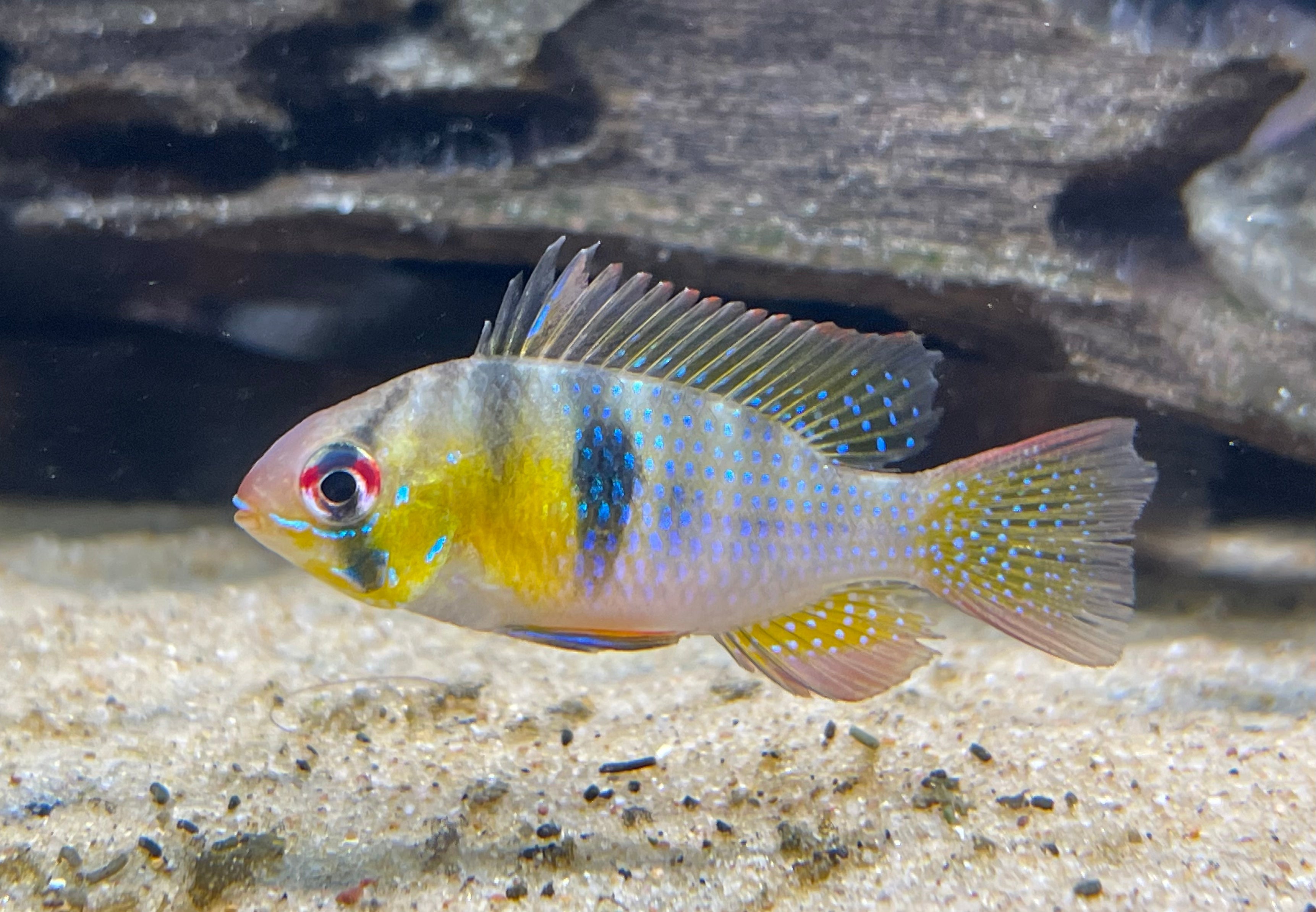 Wild Ram (1”)
