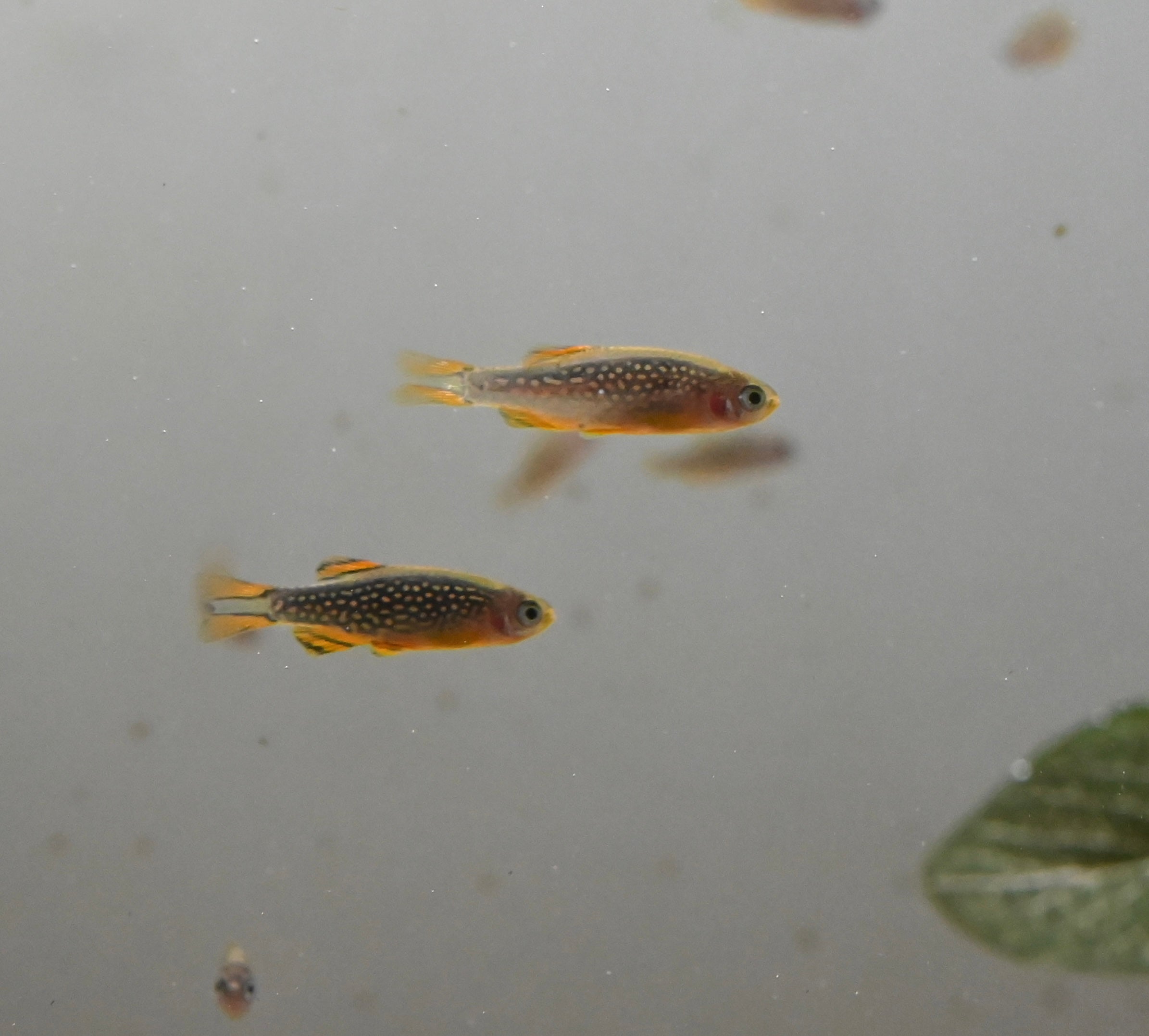 Celestial Pearl Danio (0.75-1”)