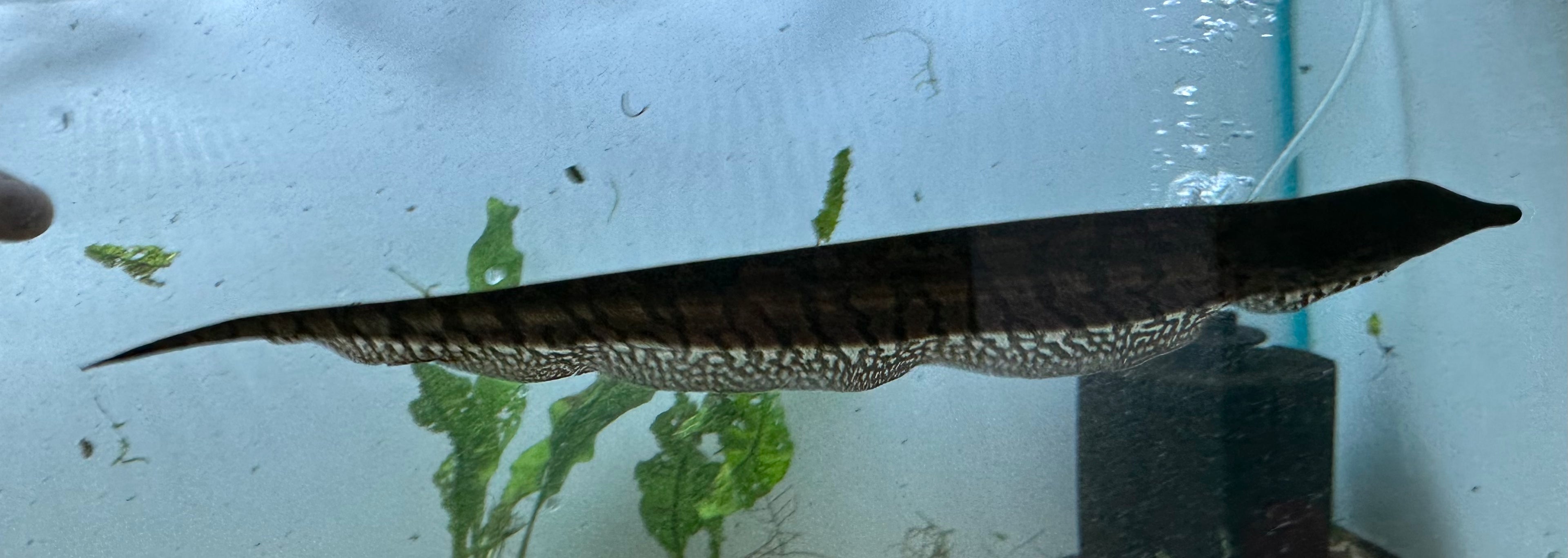 Trumpet Knife (9-10”)