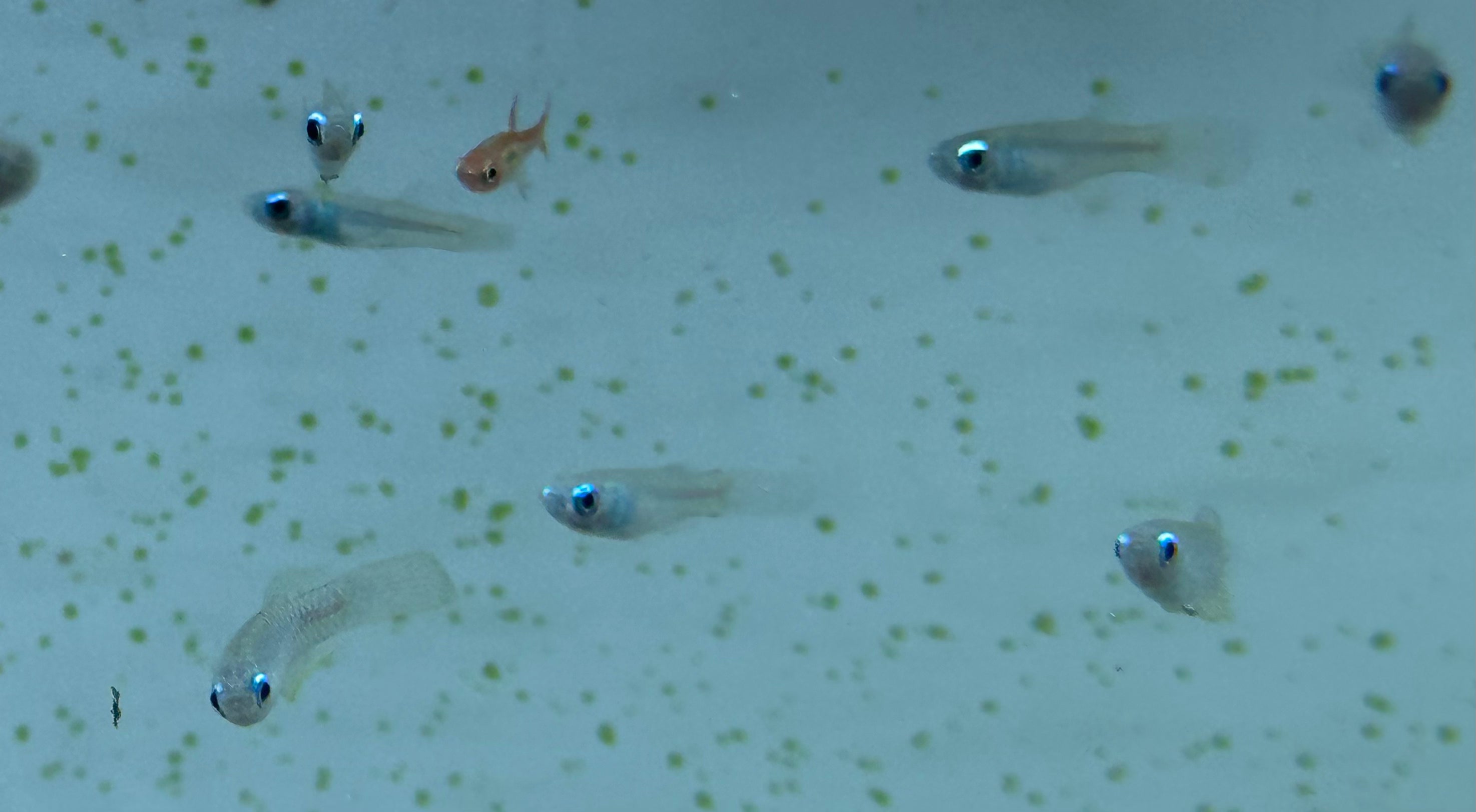 Normandos Lampeye Kili (.75-1”)