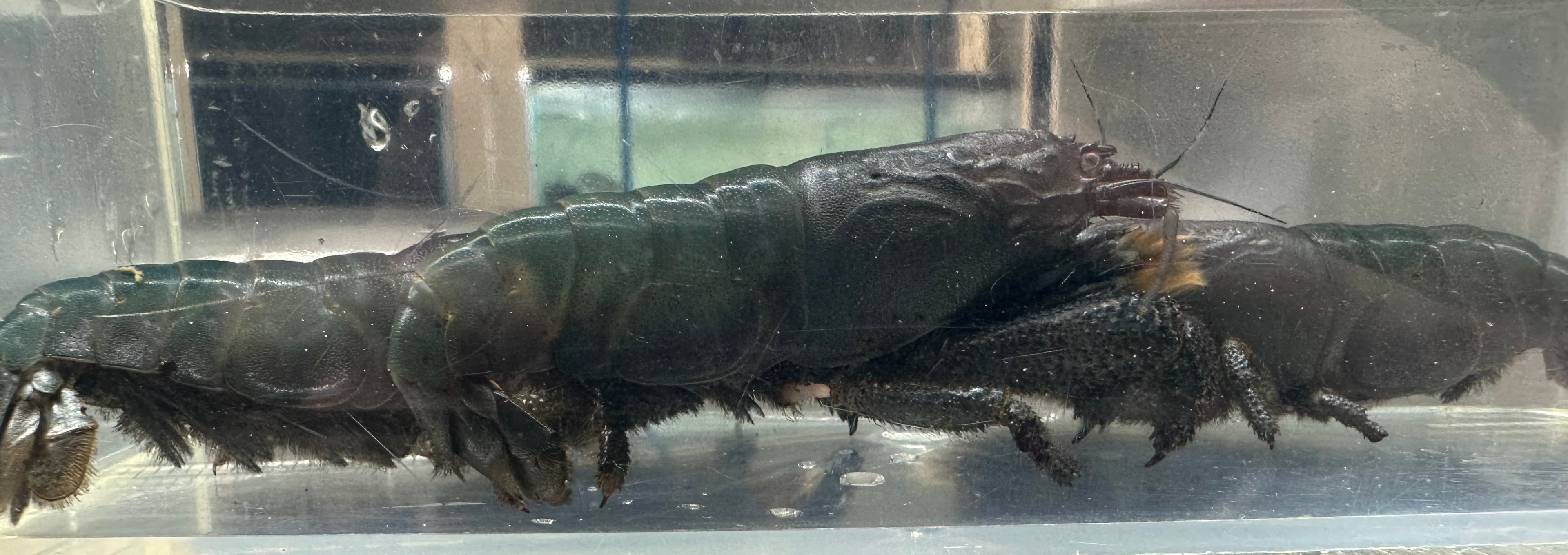 Vampire Shrimp (2.5”)
