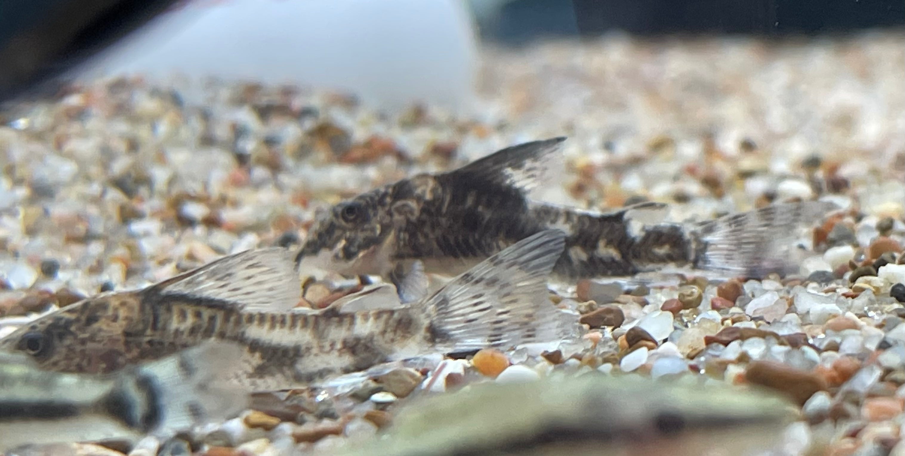 Barbatus Cory (1.25-1.5”)