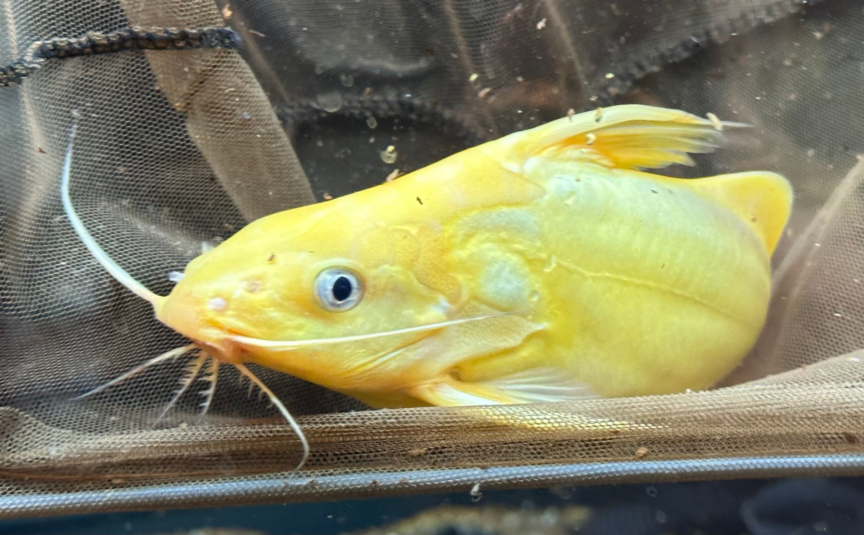 Large Gold Nigrita Synodontis Catfish (5.5”)