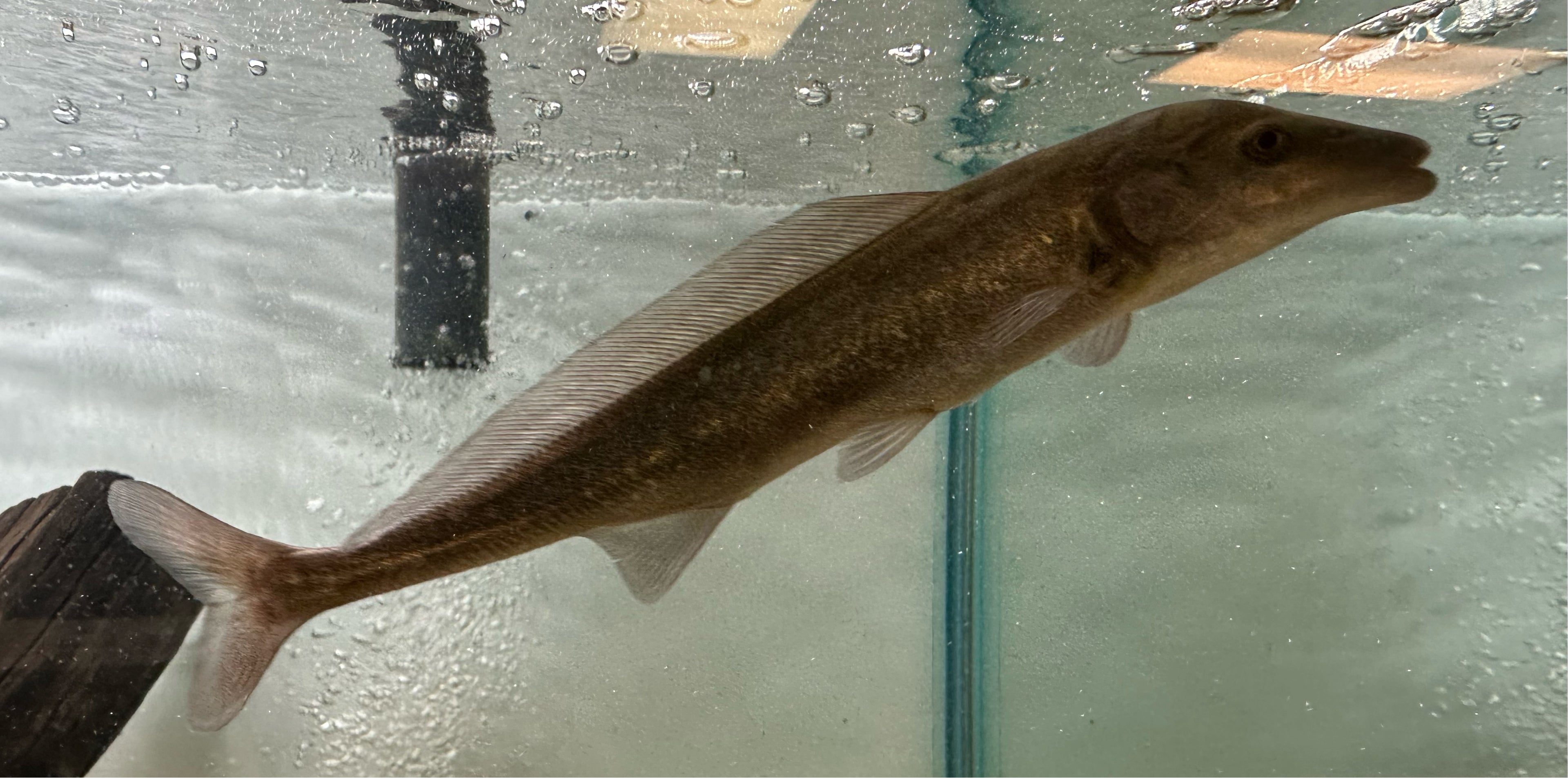 Dolphin Mormyrid (8-9”)