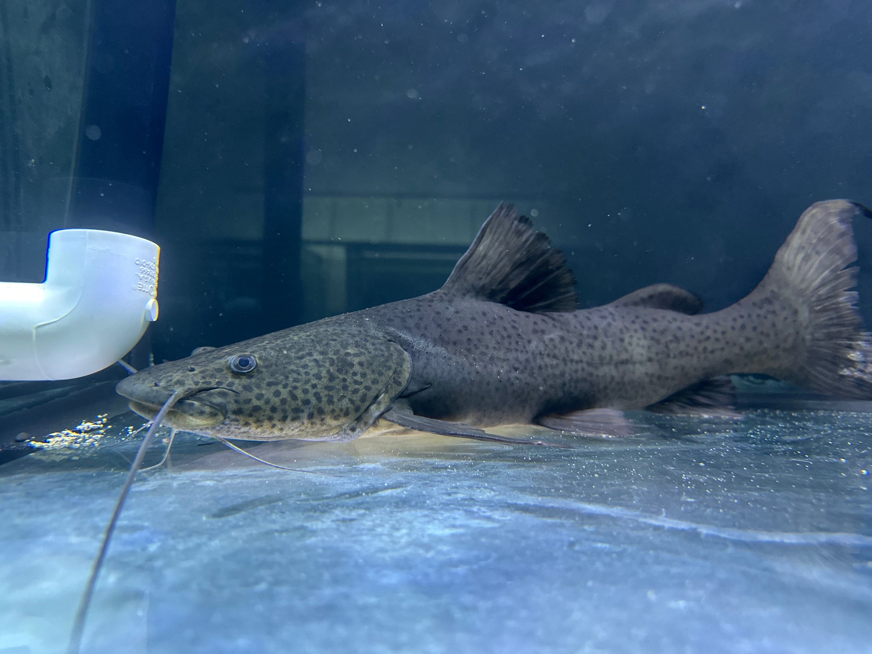 Jau / Gilded Catfish! True Zungaro zungaro.