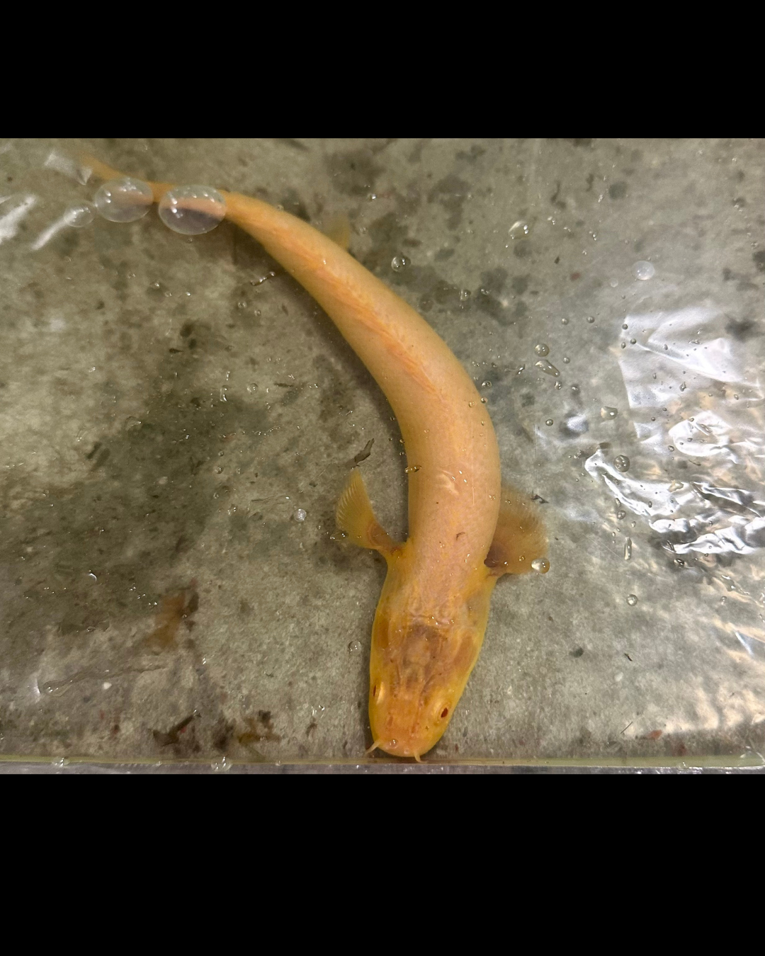 Albino Weeksi off to a new home!