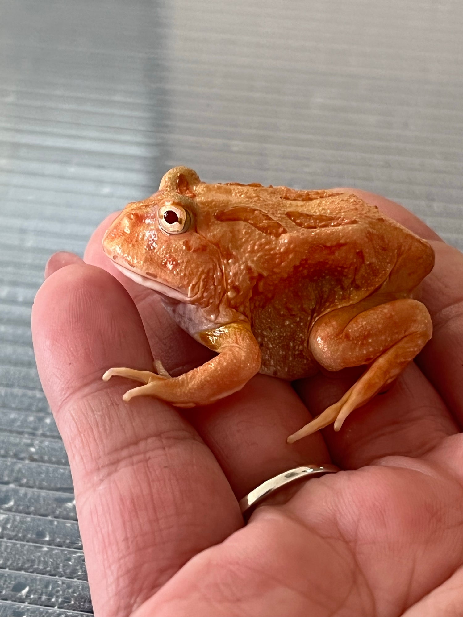 Amphibians