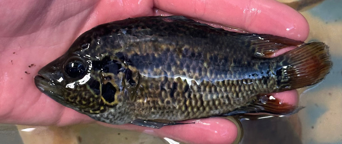 Large Yellow Jacket Cichlid (5-6”)
