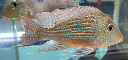 XL Sveni Geophagus Cichlid (7”)