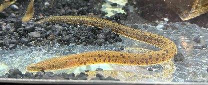 Marble Swamp Eel (8-9”)