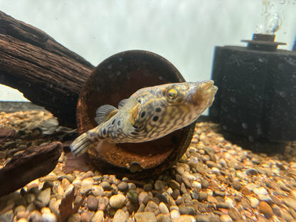 Humpback Dragon Puffer (4-4.5”)