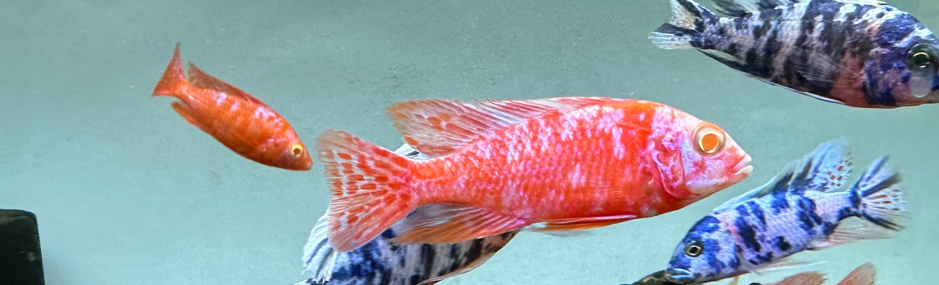 Albino Sunset OB Peacock Cichlid (3-3.5”)