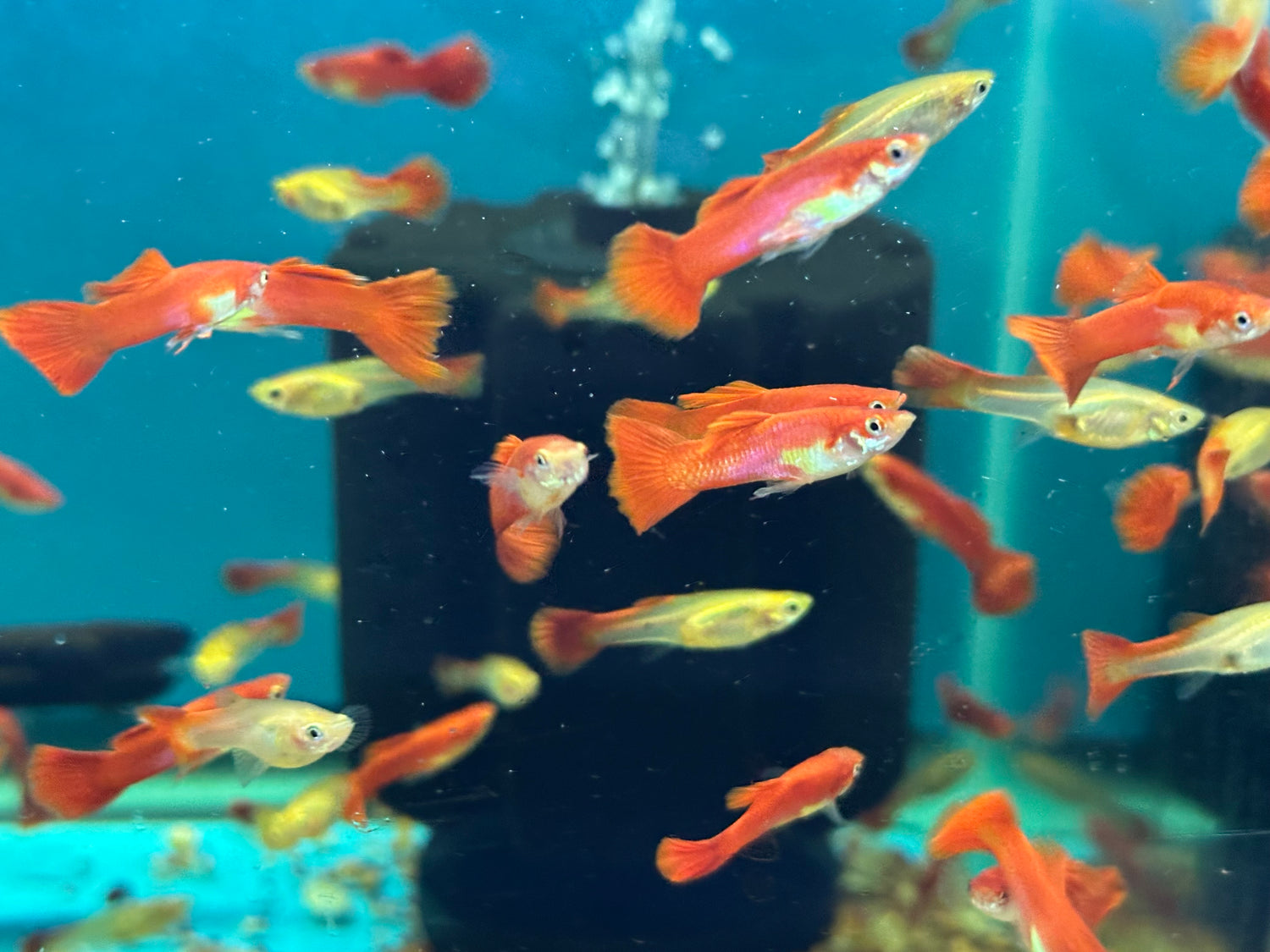 Red Blonde Fin Guppy Pair (1.25”)