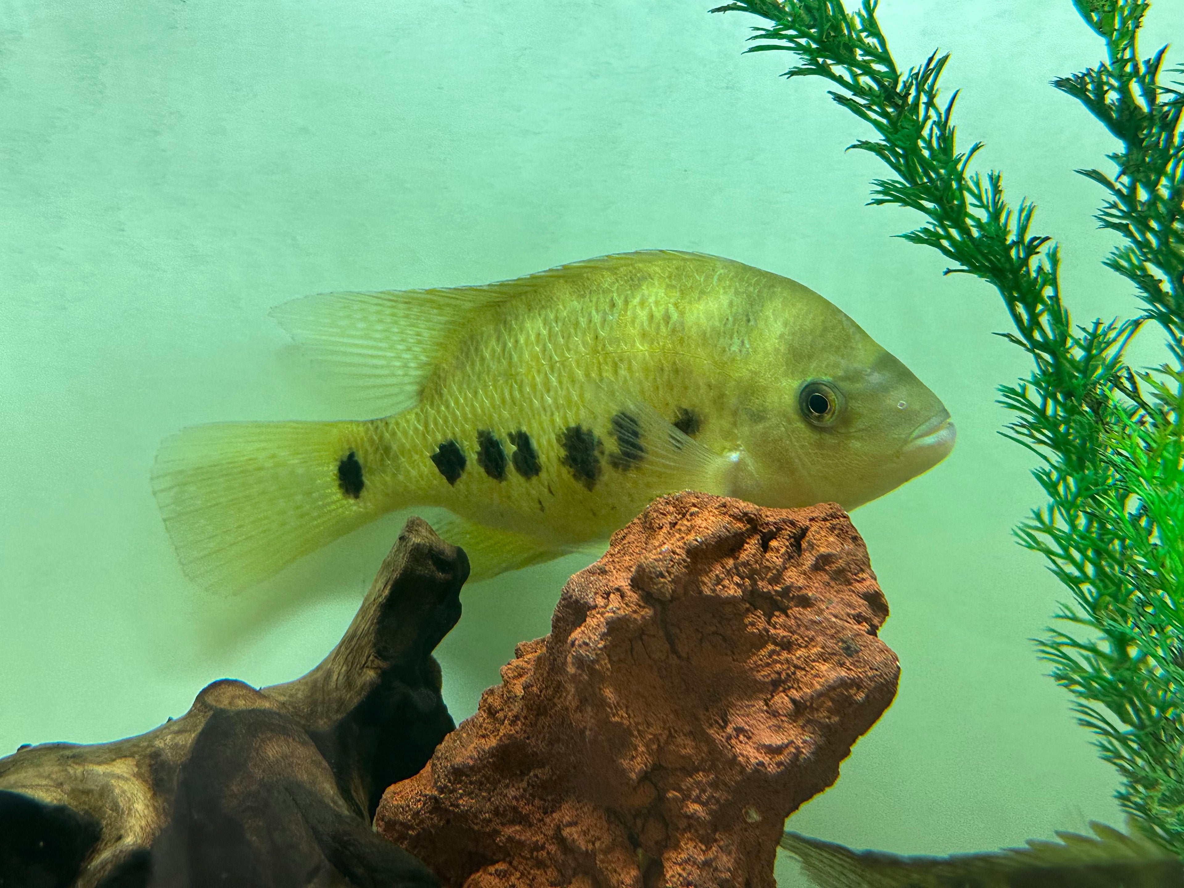 XL Bocourti Cichlid (7-8”)