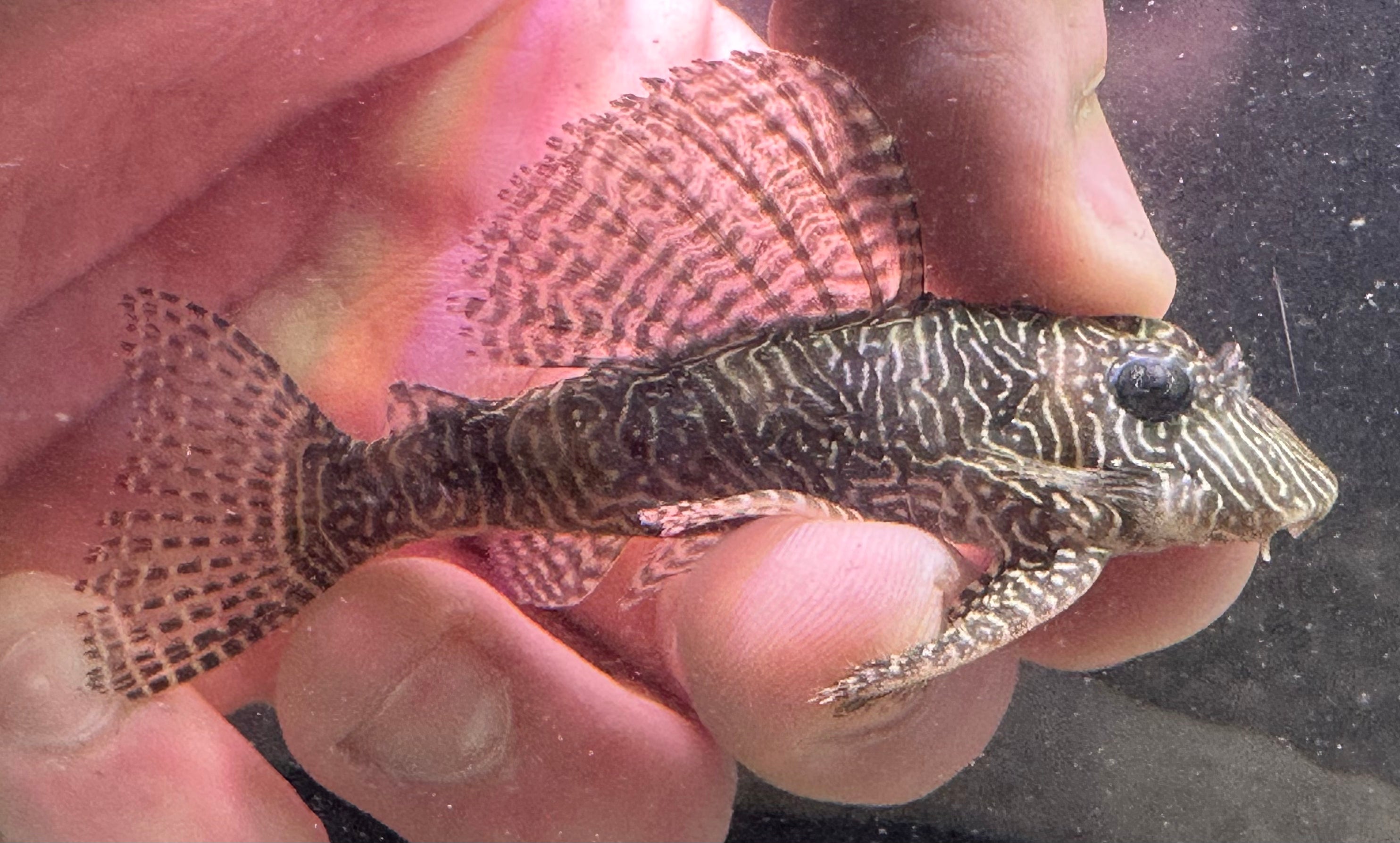 L260 Pleco reina arabesco (2-2,5”)