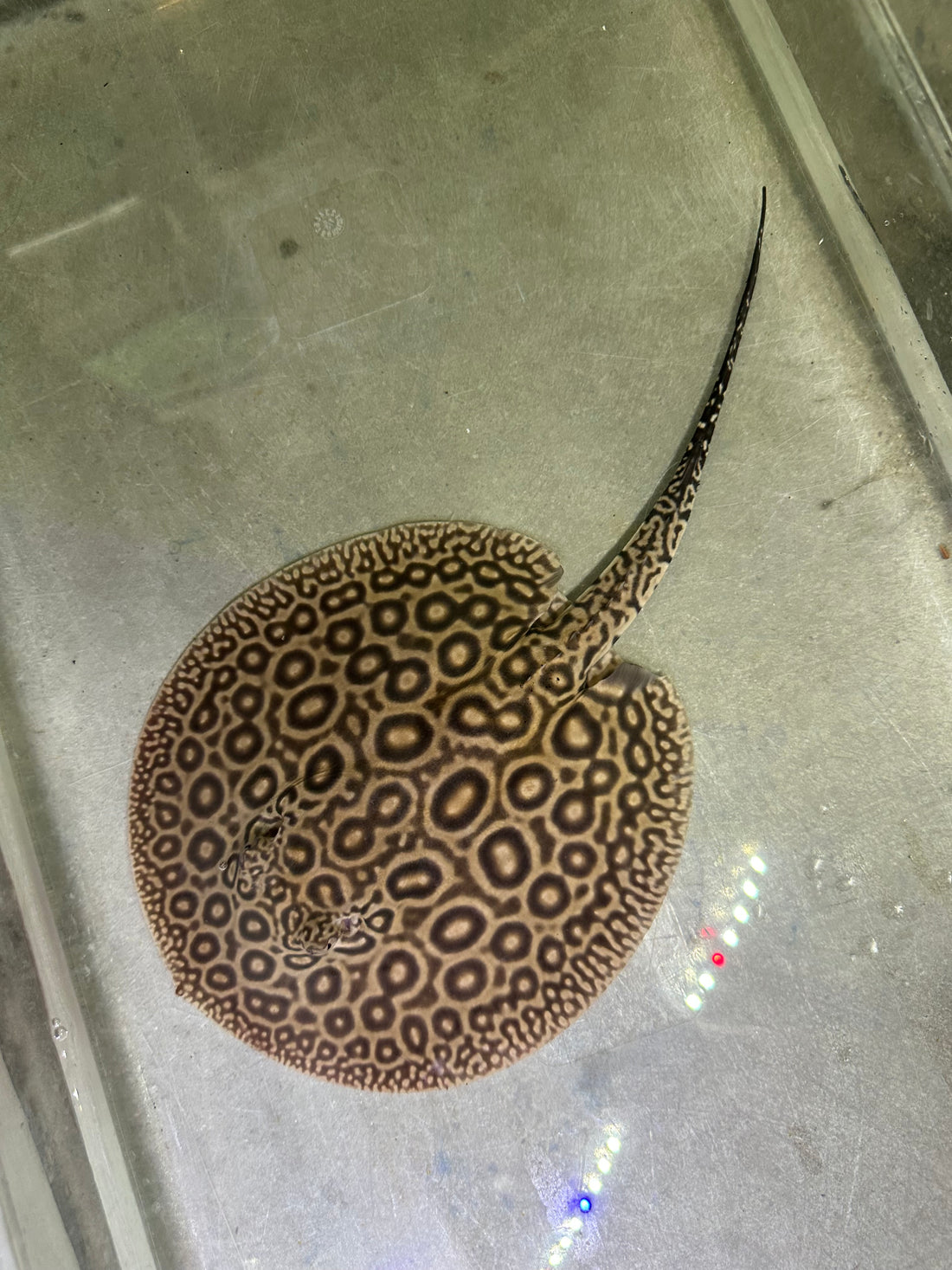 Pearl Stingray (Female 6”)