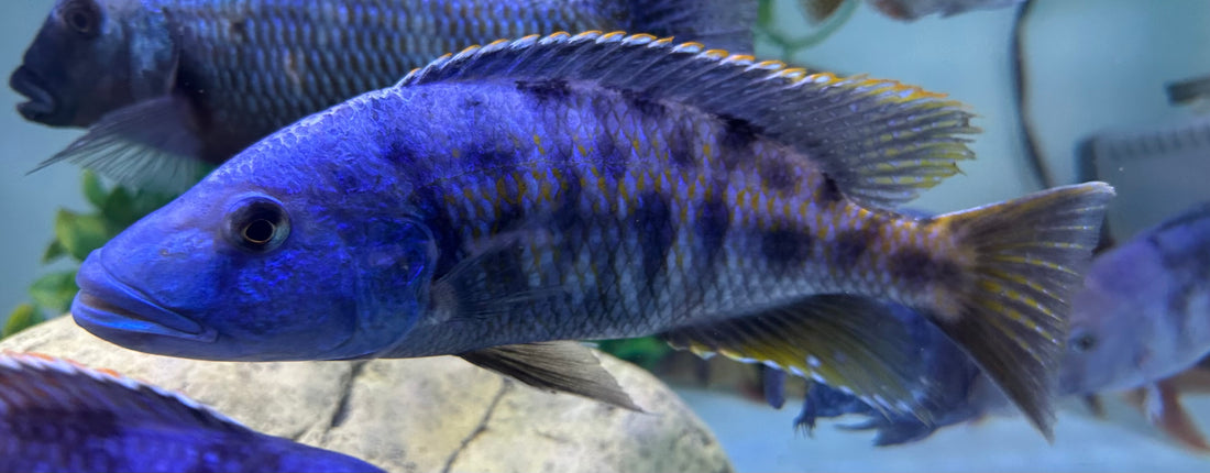 XL Tyrant Cichlid (8-9”)