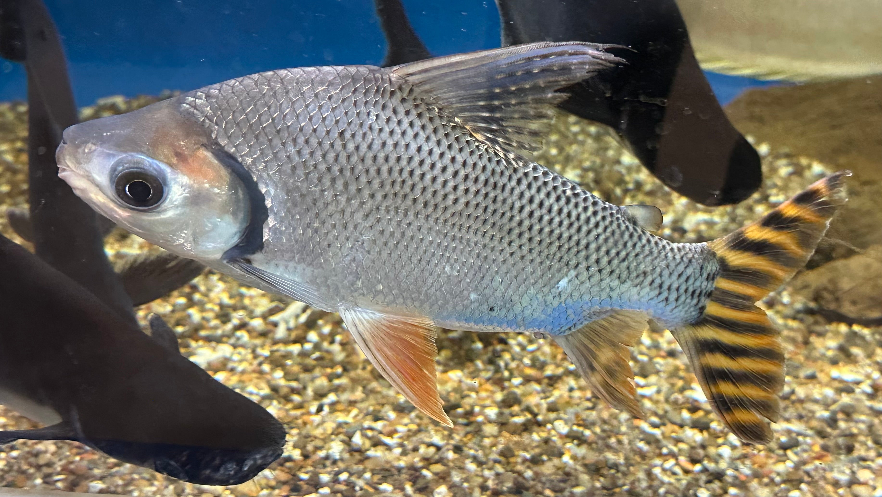 Jumbo Flagtail Prochilodus (12-13”+)