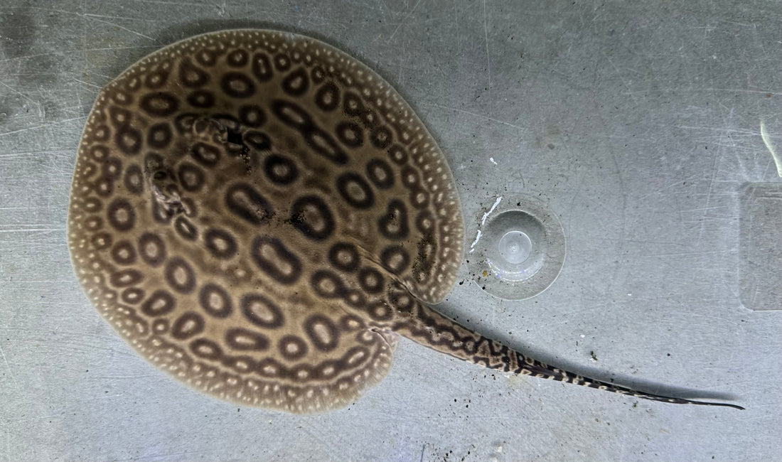 Pearl Stingray (Male 5.5”)