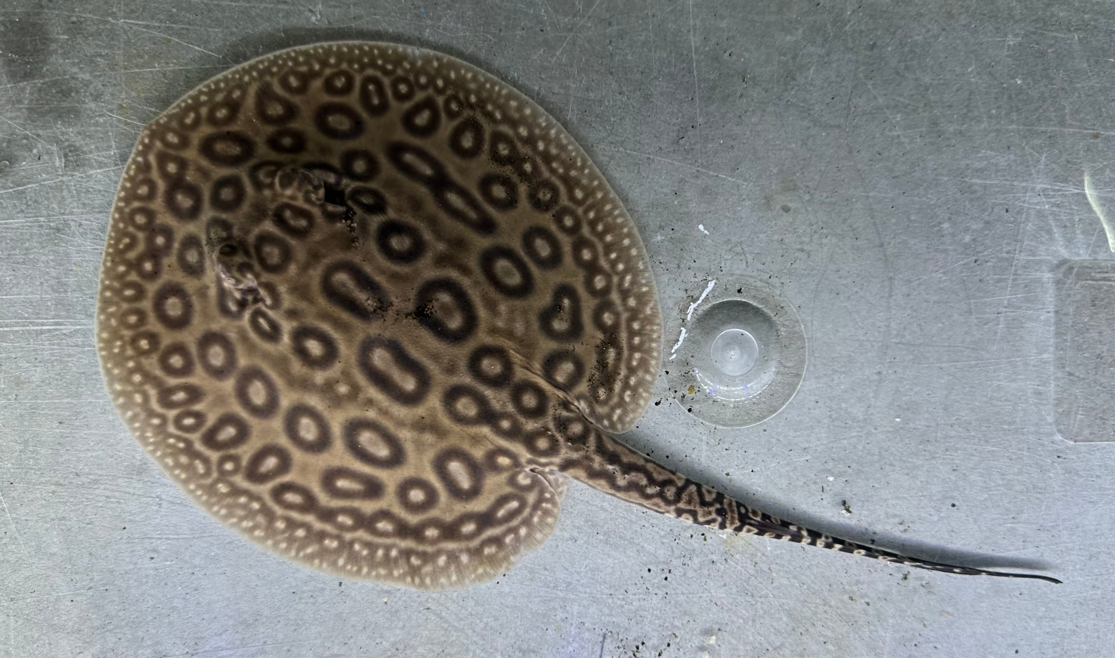Pearl Stingray (Male 5.5”)