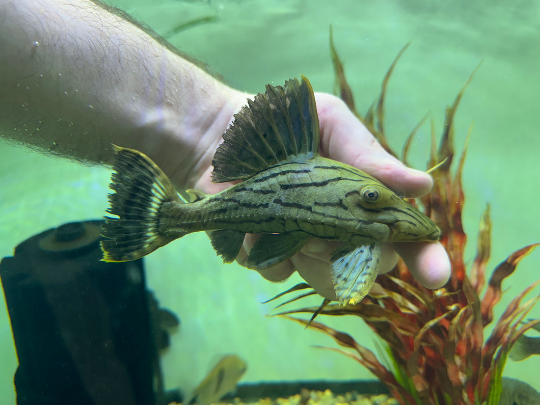 L191 Royal Pleco (6”)