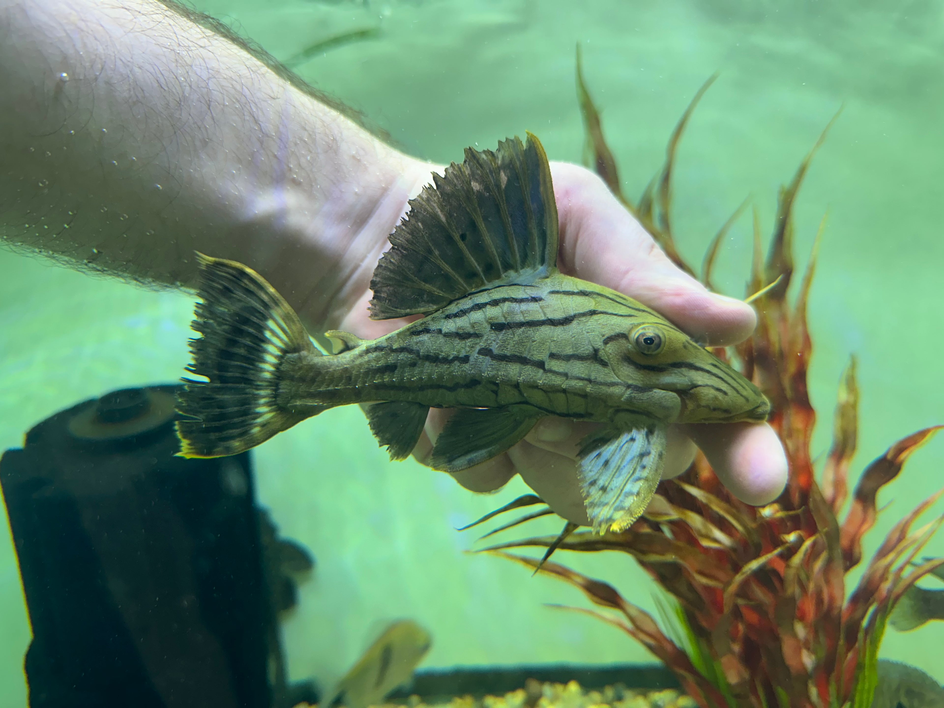 L191 Royal Pleco (6”)