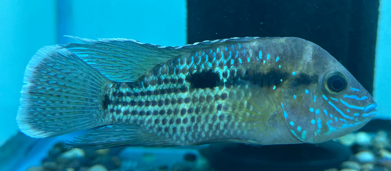 White Saum Green Terror Cichlid (4.5-5”)