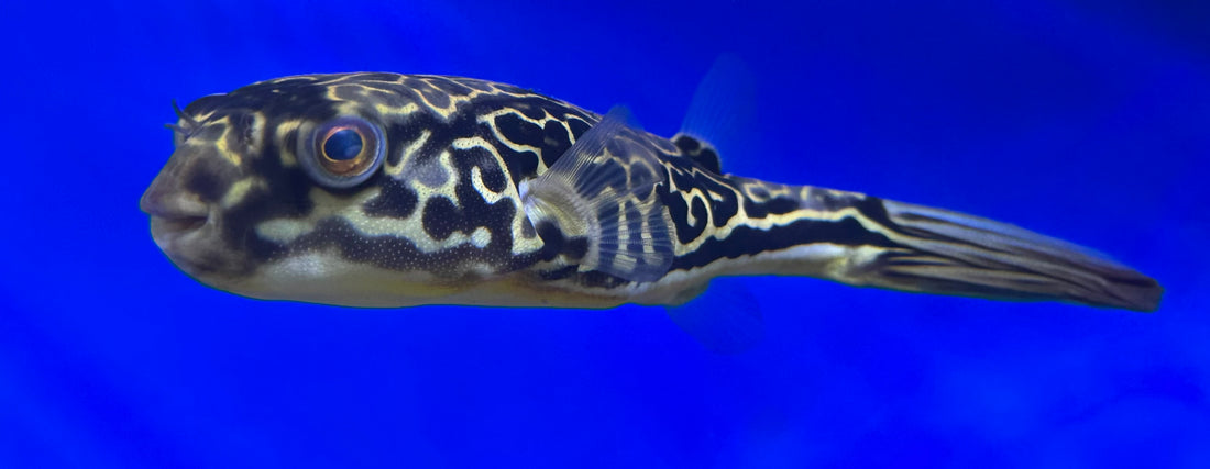 MBU Puffer (6”)