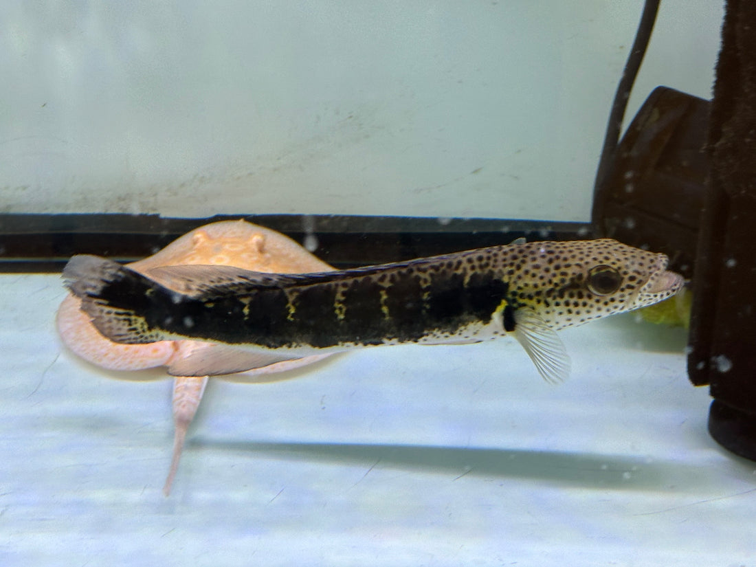 A Grade Lenticulated Pike Cichlid (9”)