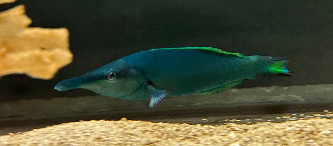 Male Green Bird Wrasse (4-5”)