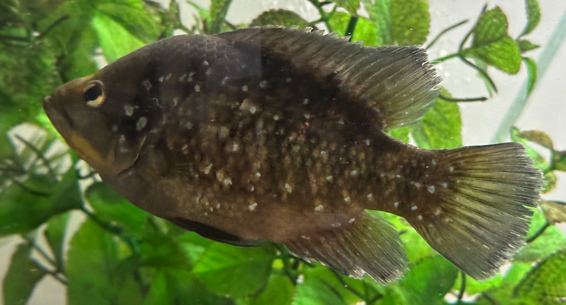 Starry Night Cichlid (6”)