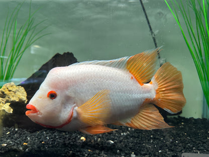 XL Creamsickle Midas Cichlid (8”)