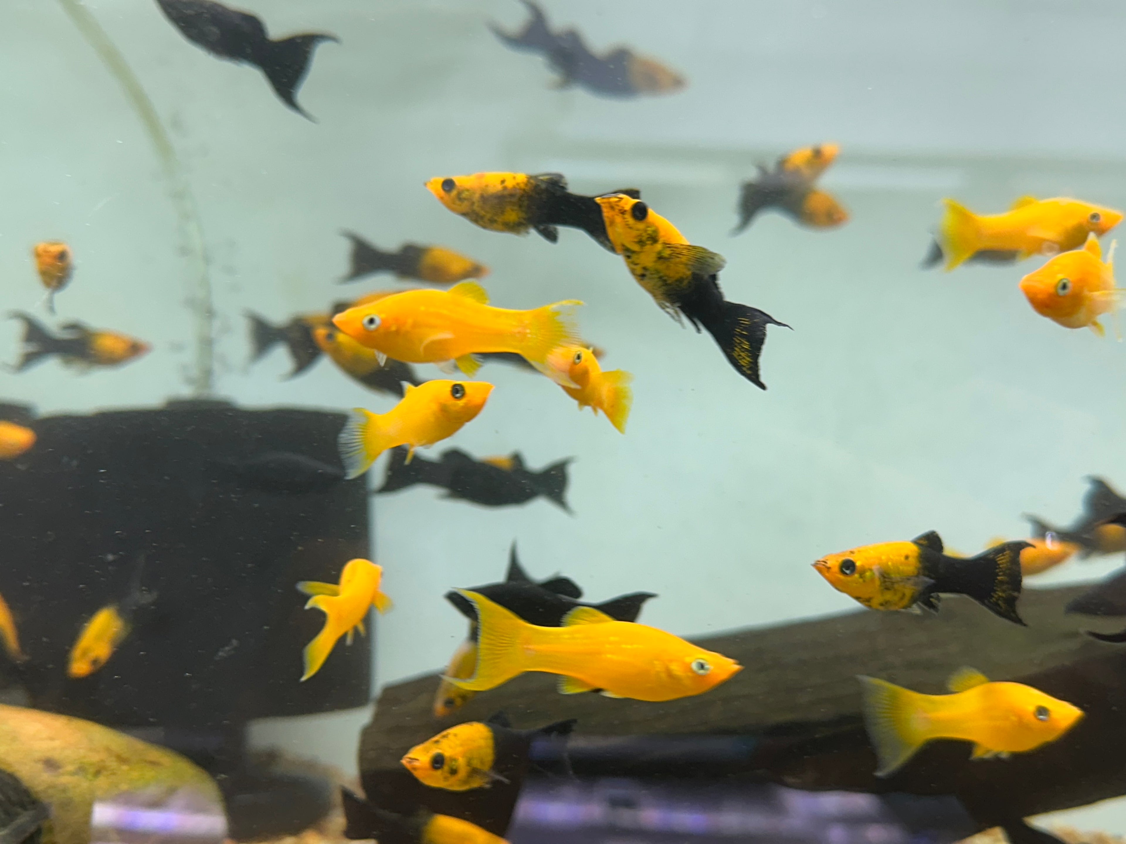 Assorted Lyretail Molly (2”)