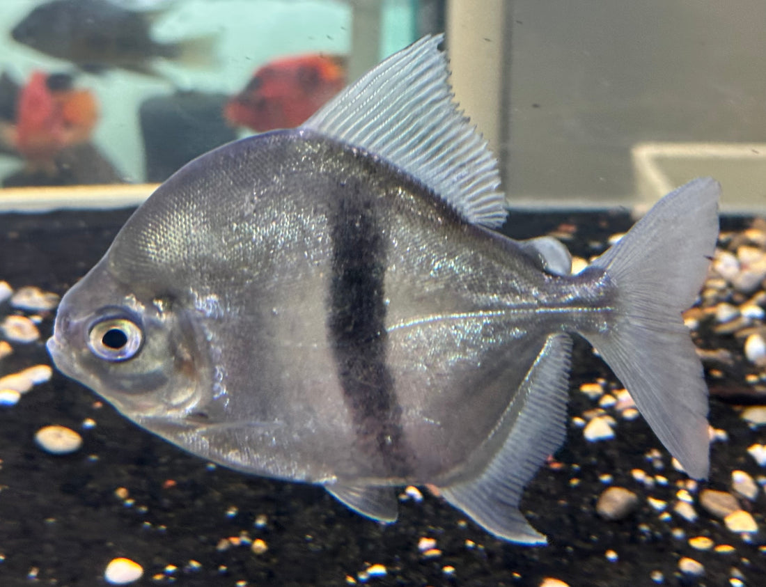 LARGE Black Bar Silver Dollar (5”)