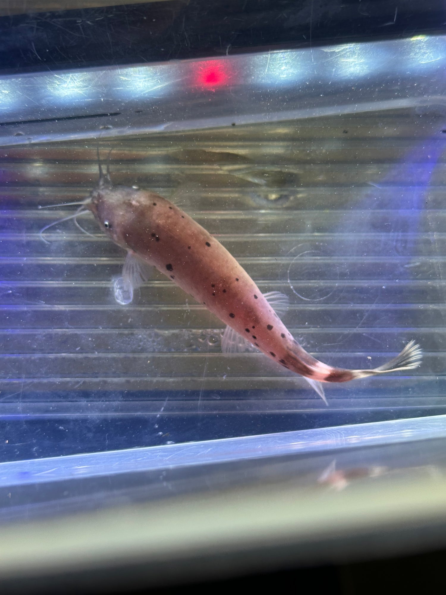 Electric Catfish (3-3.5”)