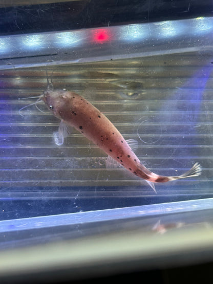 Electric Catfish (3-3.5”)