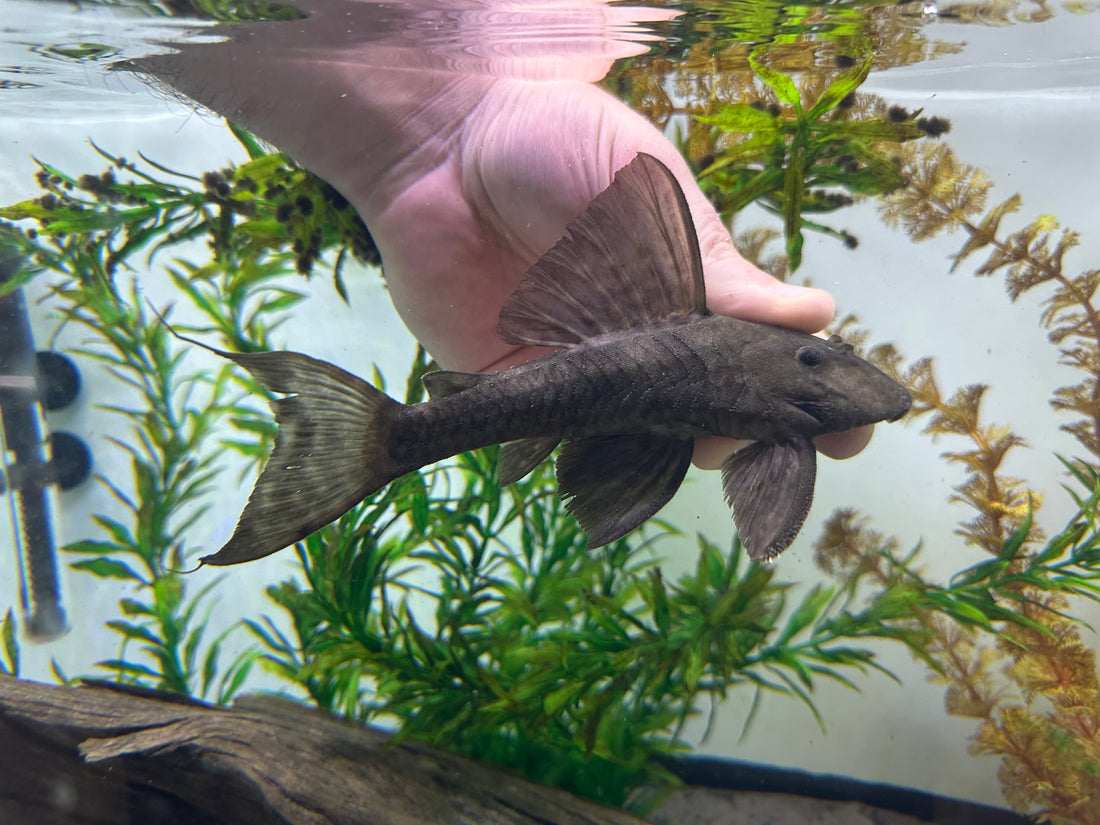 L329 Dusky Panaque Pleco (6-7”)