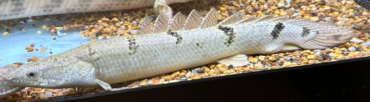 XL Delhezi Polypterus (10-11”+)