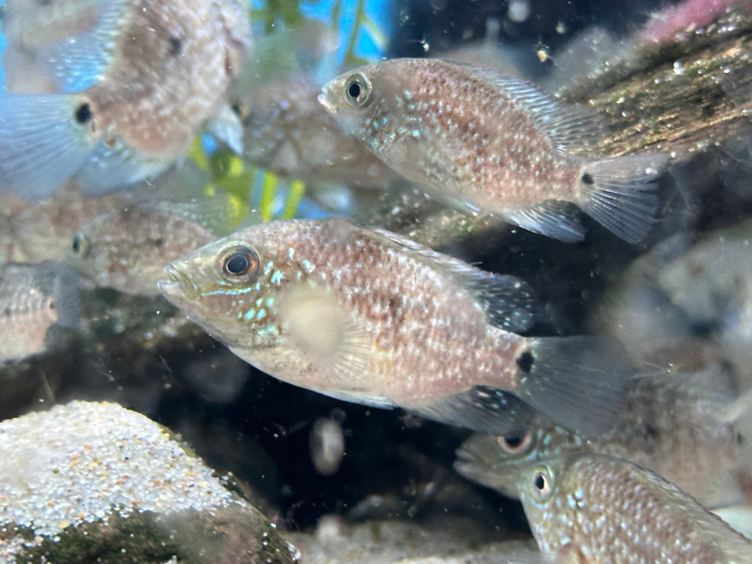Texas Cichlid (1.5-2”)