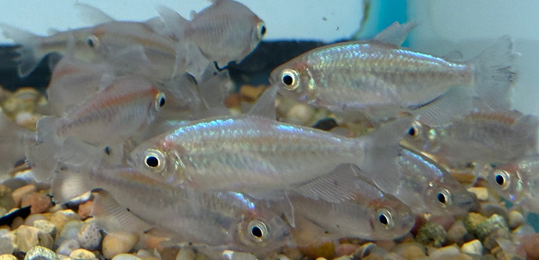 Male Congo Tetra (2”+)