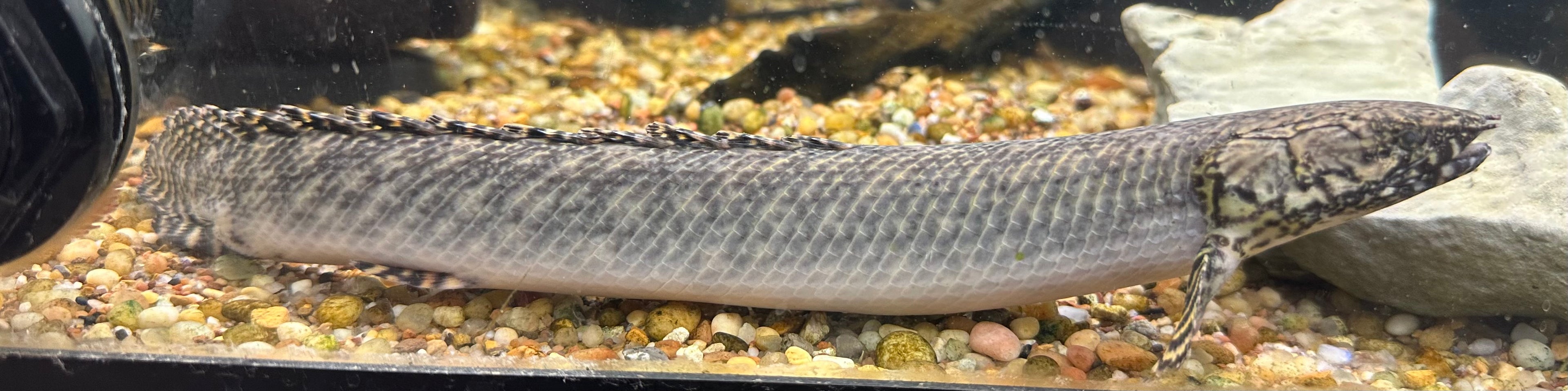 LARGE Ornate Polypterus (9”)