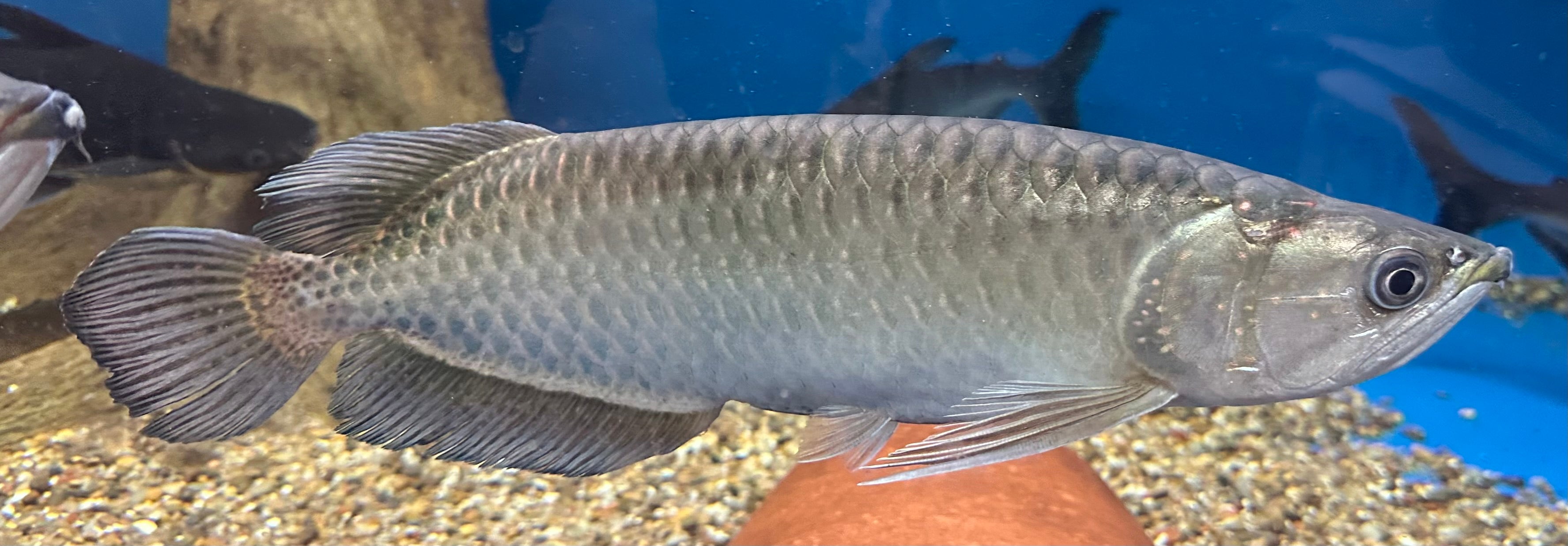 エスパーダ Espada　アロワナ AROWANA XL Jardini Arowana (14-15”) – Global Fish Co.