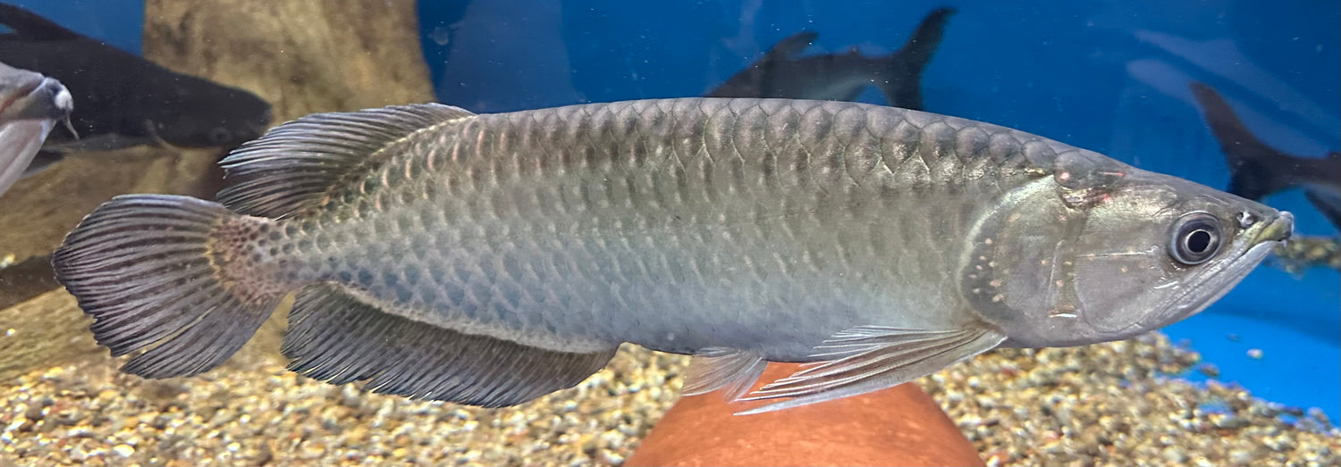 XL Jardini Arowana (14-15”)