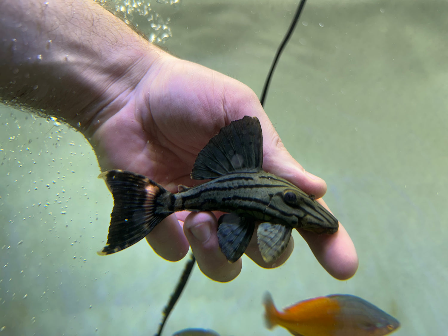 L191 Broken Line Royal Pleco (4”)