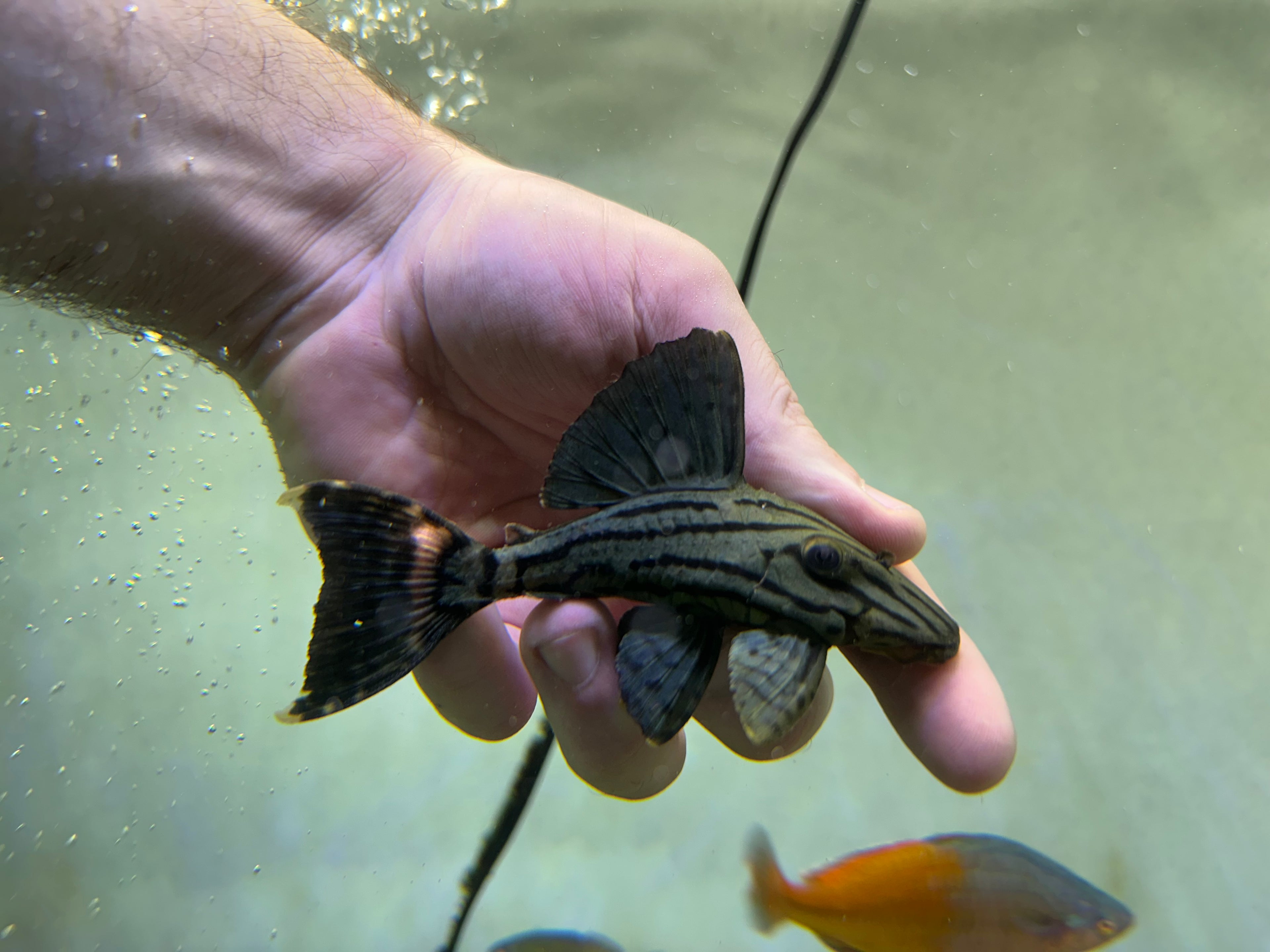 L191 Broken Line Royal Pleco (4”)