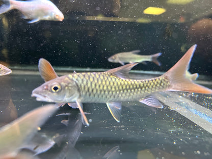 Red Tor Sinensis Mahseer (6”)