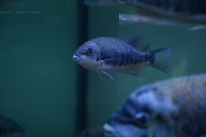 Tuba Cichlid (7”)