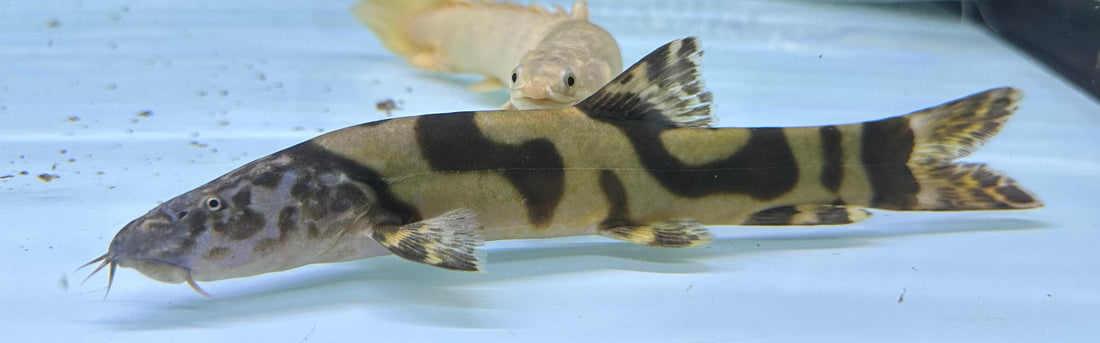 XL Imperial Flower Loach (8-8.5”)
